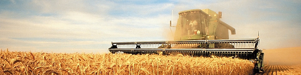 Cosechadora segando trigo