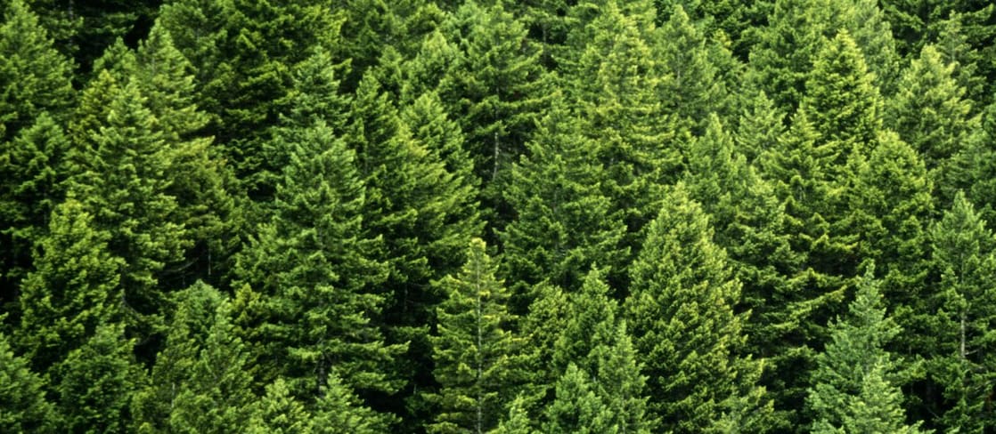 Paisaje forestal