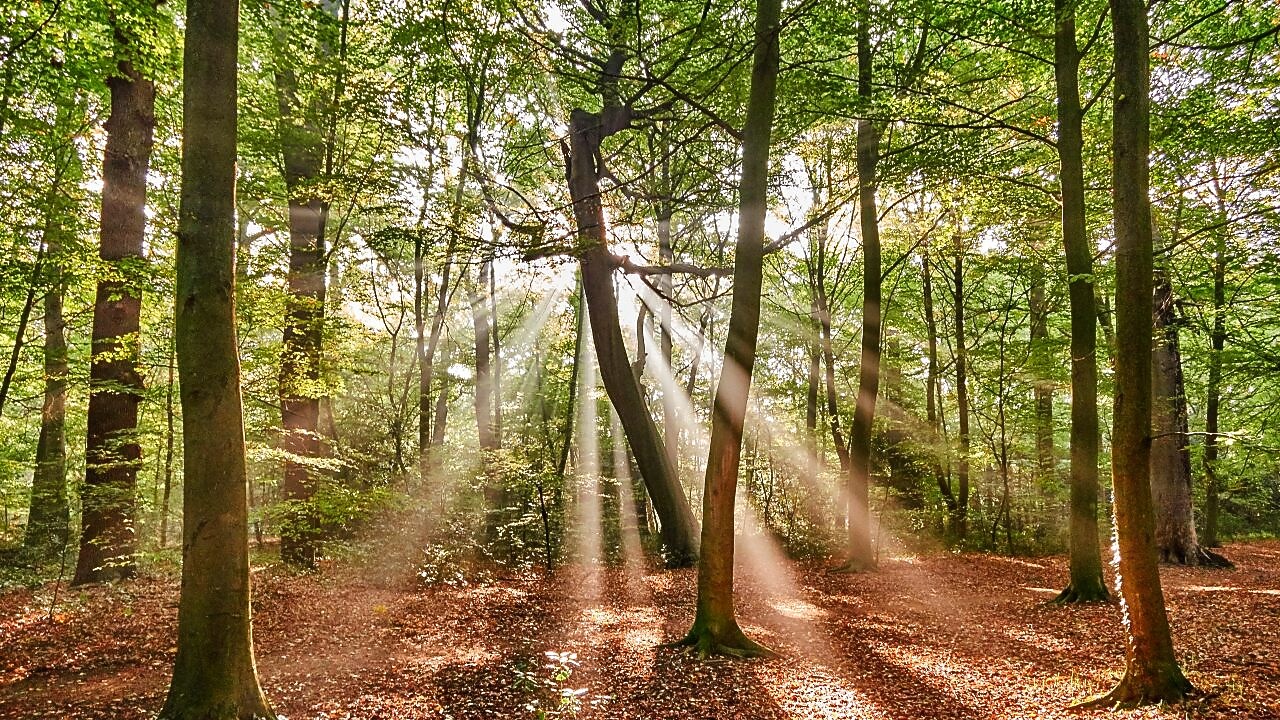 nature based solutions