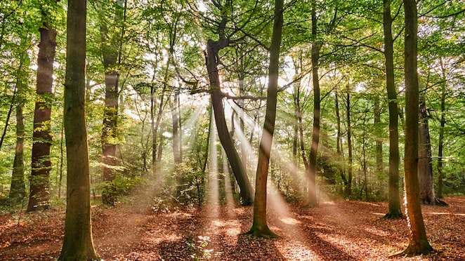 nature based solutions