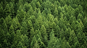 Paisaje forestal