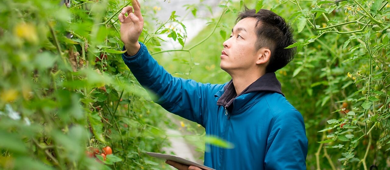 Inspección de productos en invernadero