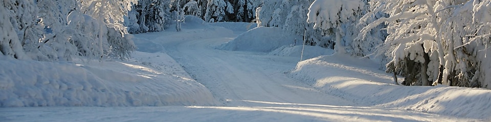 Paisaje de carretera forestal en invierno