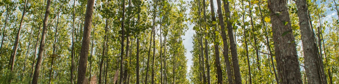 Soluciones energéticas cero emisiones netas de carbono