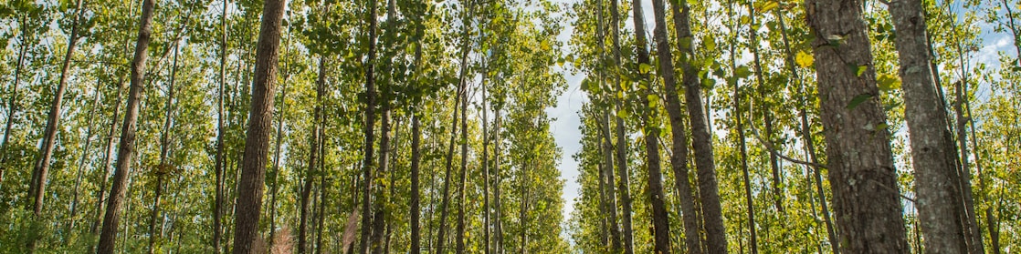 Soluciones energéticas cero emisiones netas de carbono