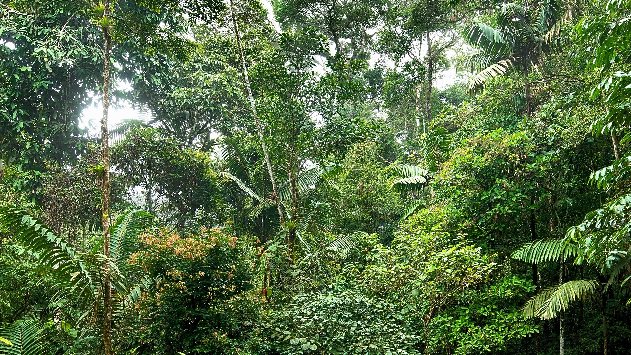 Compensación de carbono para empresas