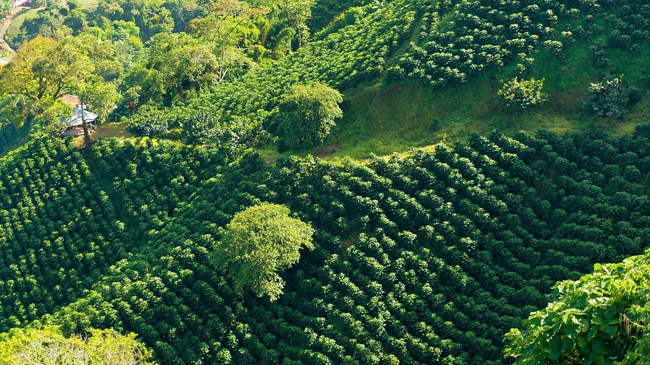 Cómo funcionan los mercados de carbono Shell España