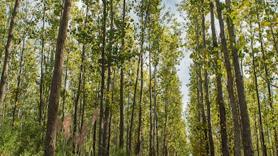 Soluciones energéticas cero emisiones netas de carbono