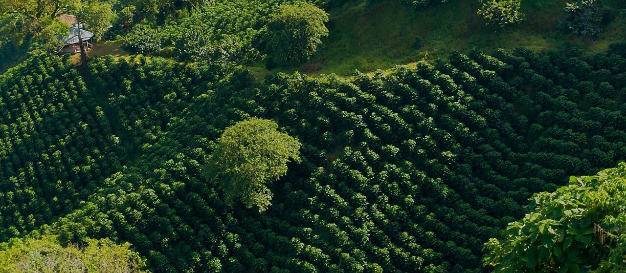 Cómo funcionan los mercados de carbono Shell España