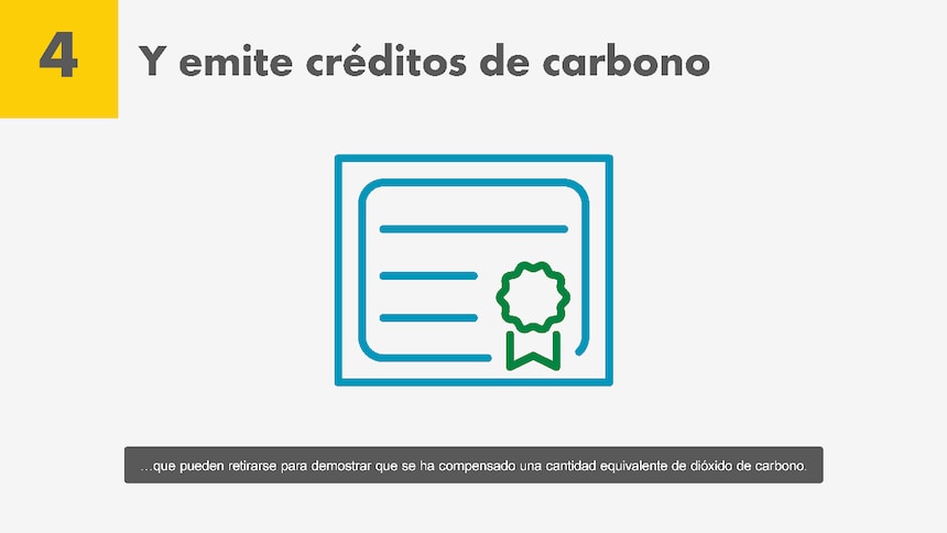 Créditos de carbono
