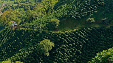 Cómo funcionan los mercados de carbono Shell España