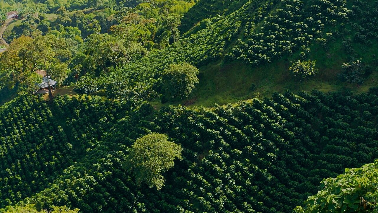 Cómo funcionan los mercados de carbono Shell España