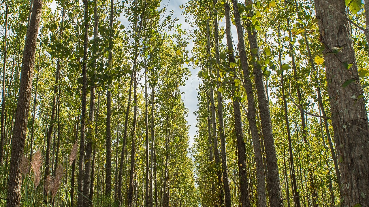Soluciones energéticas cero emisiones netas de carbono