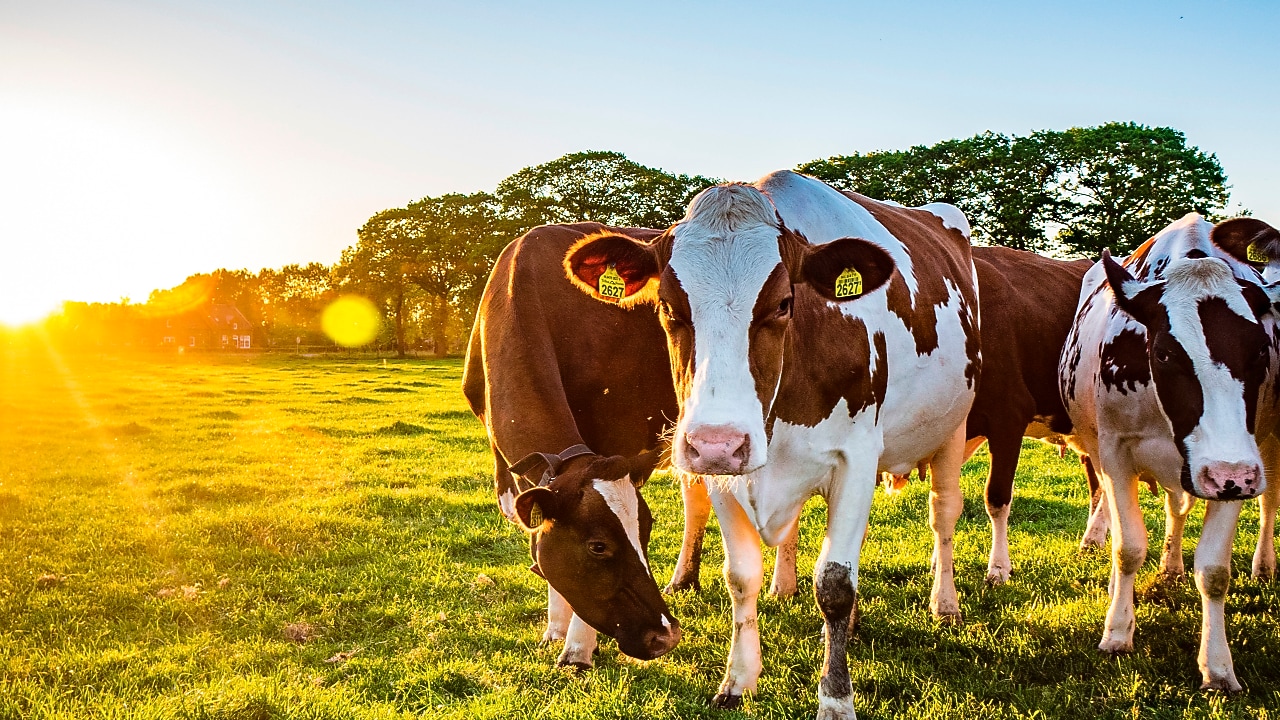 Biogás para empresas y negocios