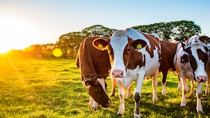 Biogás para empresas y negocios